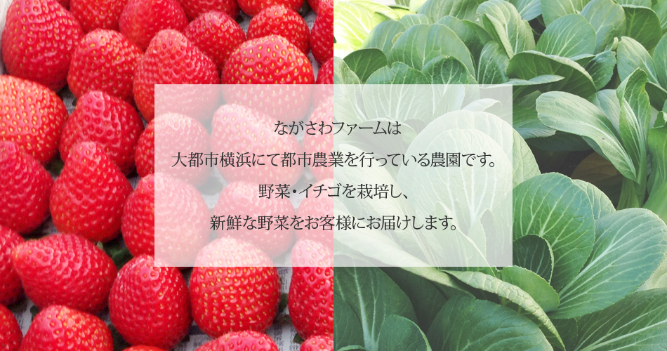 ながさわファームは、大都市横浜にて都市農業を行っている農園です。野菜・イチゴを栽培し、新鮮な野菜をお客様にお届けします。